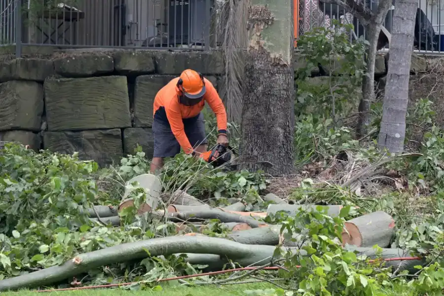 Affordable Tree Removal Service Sebastian, FL Affordable Tree Removal Service Sebastian, FL