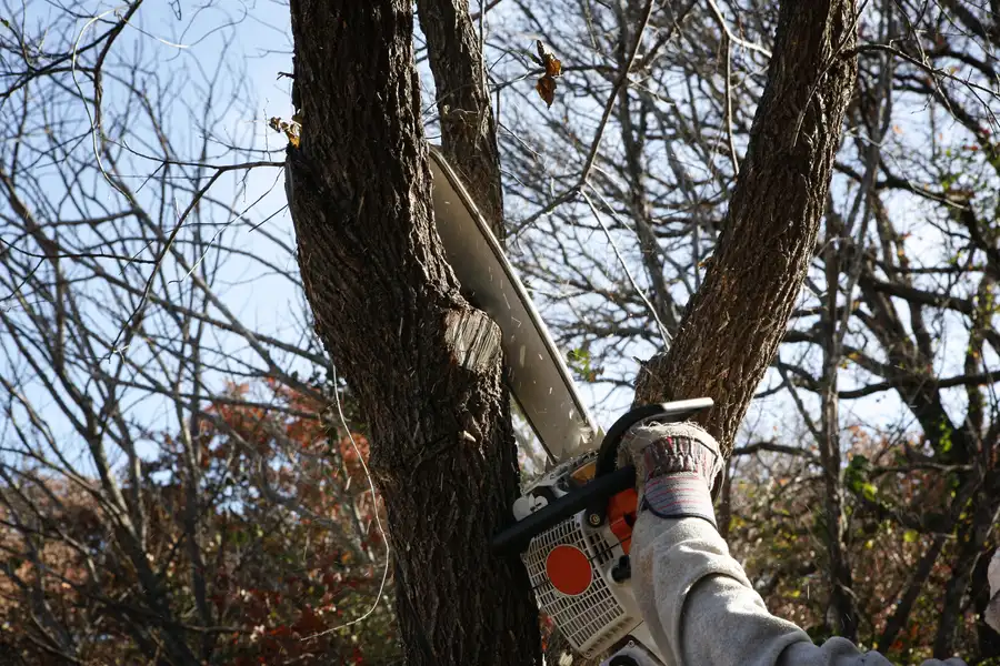 Common Challenges In Tree Removal Services Explained Sebastian, FL Common Challenges In Tree Removal Services Explained Sebastian, FL