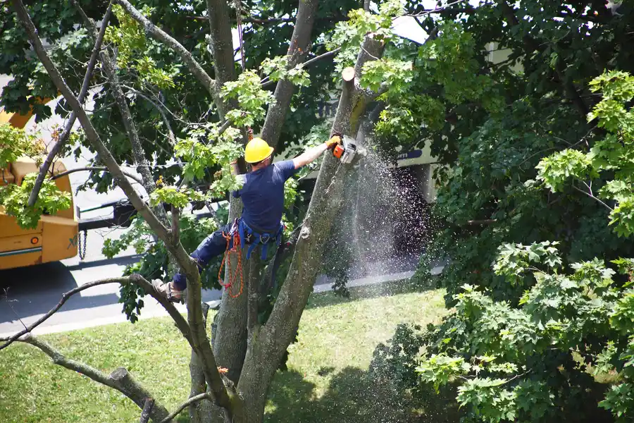 Common Challenges In Tree Removal Services Explained in Sebastian, FL Common Challenges In Tree Removal Services Explained in Sebastian, FL