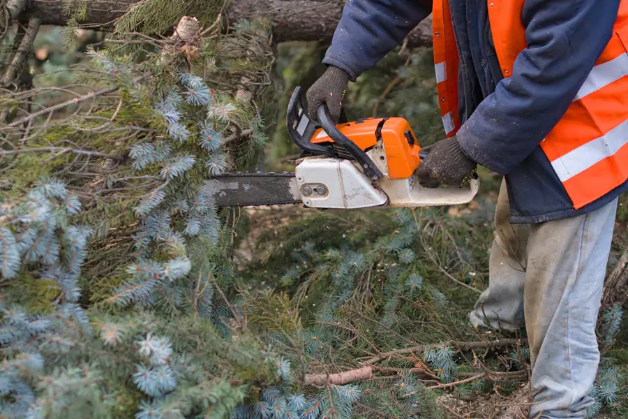 Quality Tree Removal Service Sebastian, FL Quality Tree Removal Service Sebastian, FL