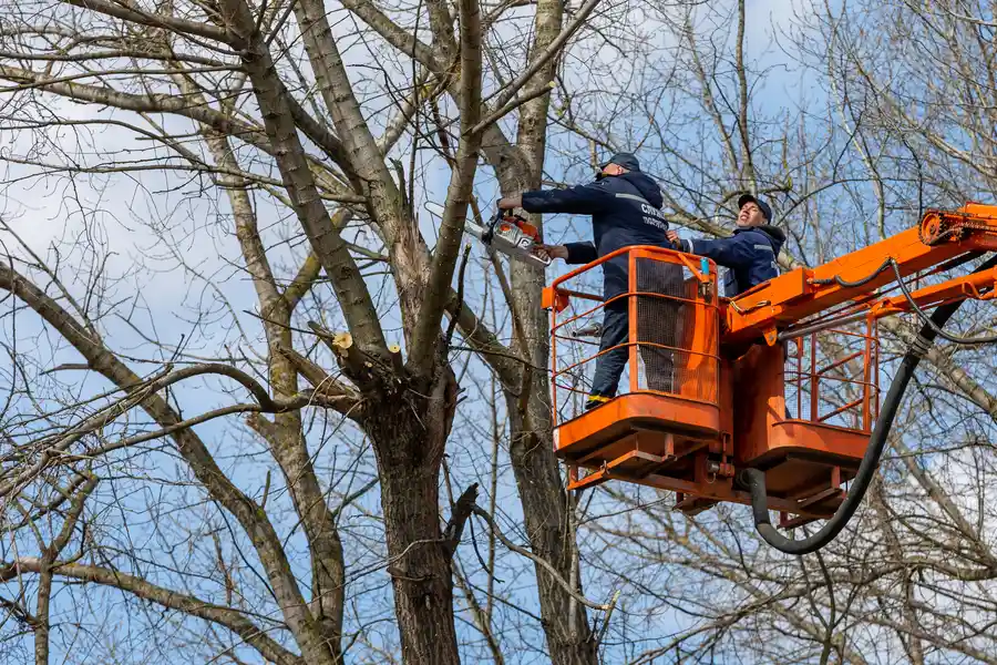 Reputable Tree Removal Service Sebastian, FL Reputable Tree Removal Service Sebastian, FL